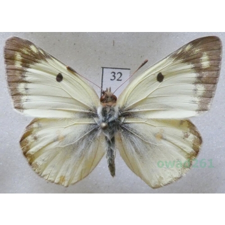 Colias hyale (Linnaeus, 1758) male Szlaczkoń siarecznik Czech32